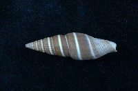 藏品(黑筆螺)的圖片